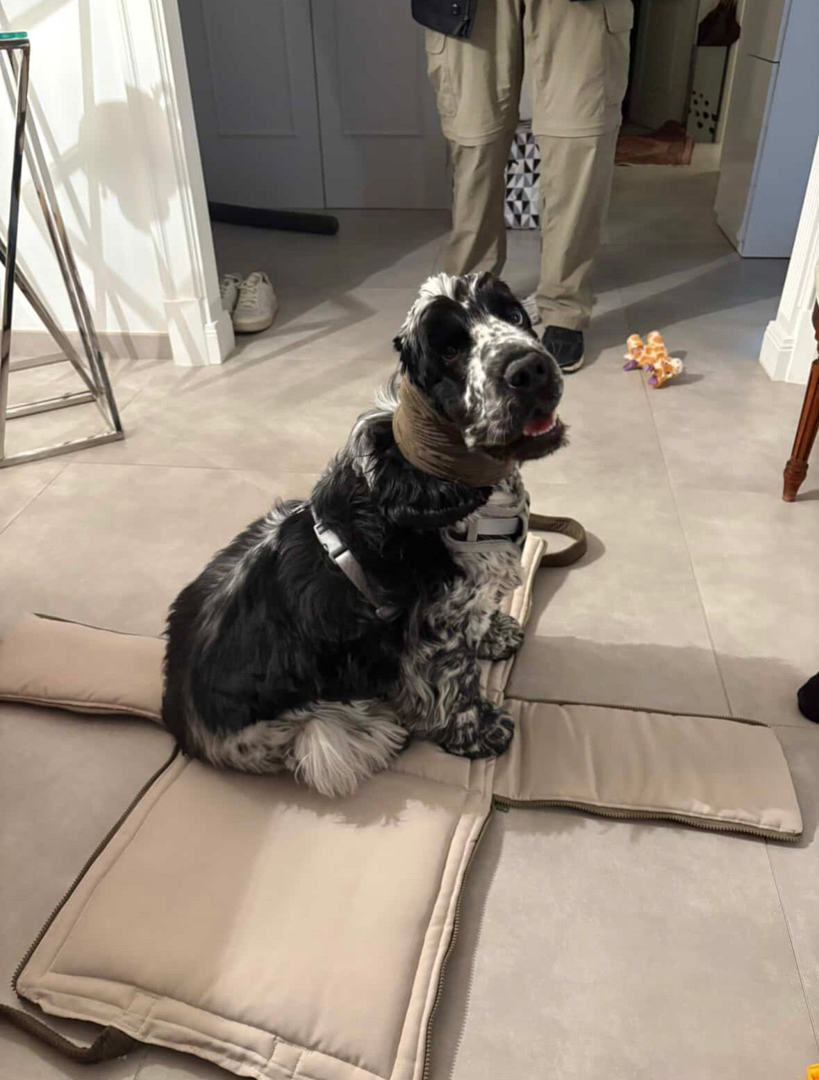 Newton assis sur son panier nomade Grand Maison