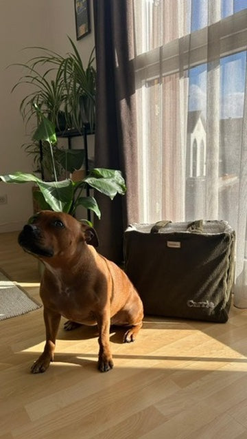 Chien assis près du sac Grand Maison dans un intérieur lumineux