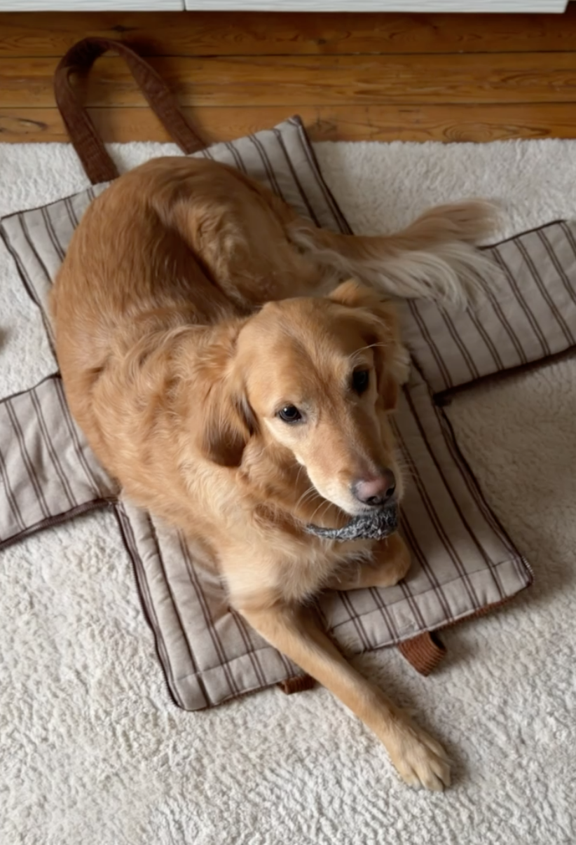 Golden retriever installé sur le panier nomade Grand Maison